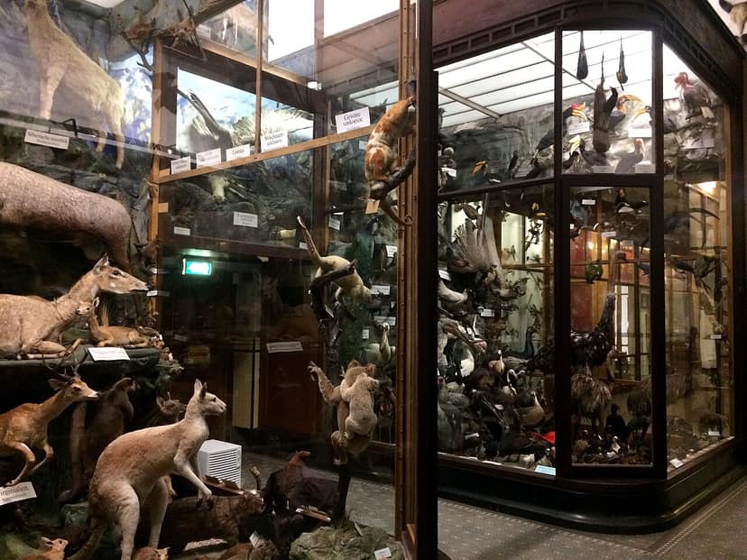 Une tête de taxidermie devient la 'sainte graal' des animaux naturalisés