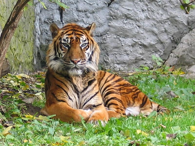 Tiger relocated in Sumatra: Authorities respond to conflicts with humans