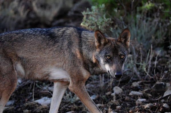 Il governo modifica il regime di indennizzi per gli attacchi del lupo iberico