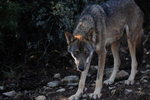 Il governo modifica il regime di indennizzi per gli attacchi del lupo iberico
