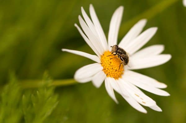 Mosca, ucciso un ex ufficiale ucraino in Crimea