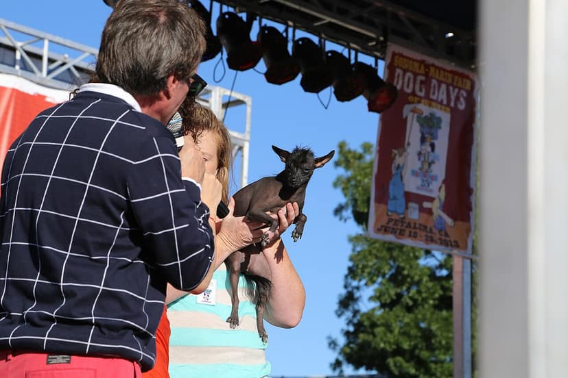 Pug Jinny Lu gewinnt den Wettbewerb um den hässlichsten Hund der Welt in Kalifornien