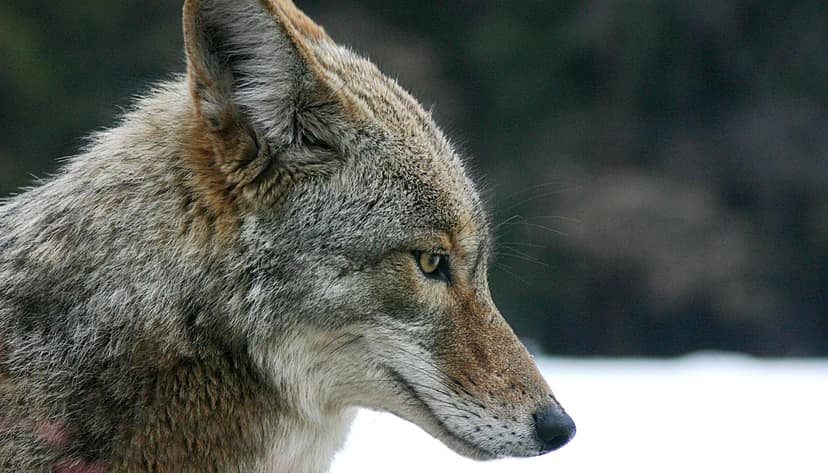 Fallece Víctor Coyote, fundador de Los Coyotes y figura de la Movida
