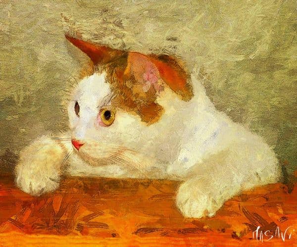 Montérégie: Identificato un secondo gatto positivo alla rabbia