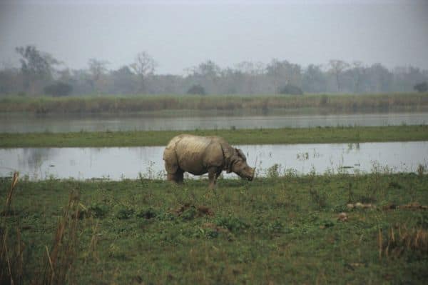 Assam CM Justifies Reduction of Kaziranga Eco-Sensitive Zone