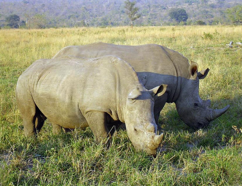 Zuid-Afrika reageert op vreemdelingenhaat